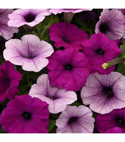 Petunia Grandiflora Expresso Frappe Rose Flower Seeds â€“ Unique Rose-Toned Petals with Ruffled Edges