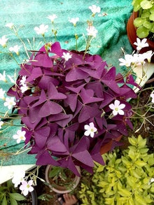 Oxalis Multi-Color Seeds for growers filling out the Home Garden