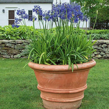 Queen Anne Agapanthus Seeds for gardeners building out beds and borders