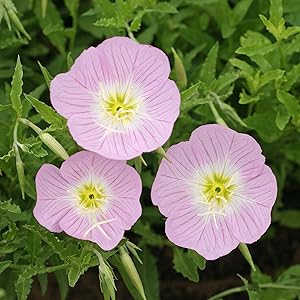 Primrose Oenothera Biennis Evening Flower Seeds for Planting – Fragrant Blooms for Cottage Garden and Evening Displays