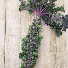 Autumn Star Hybrid Kalettes Seeds (Brassica oleracea) for growers filling out the vegetable patches and winter gardens