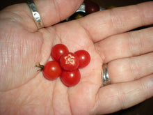 Tiny Spoon Currant Tomato Seeds for a productive addition to the vegetable patch