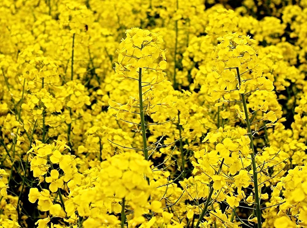 Rape flower ��������� Brassica napus ��������� for planting in flower beds and urban gardens