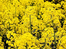 Rape flower ��������� Brassica napus ��������� for planting in flower beds and urban gardens