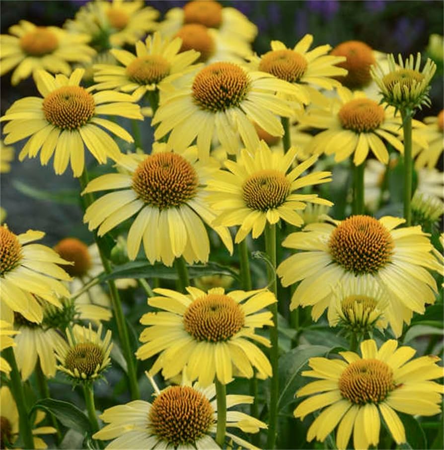 Black Echinacea (Echinacea purpurea) for planting in perennial garden