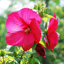 Hibiscus Hibiscus Moscheutos Giant Hardy Flower Seeds for Planting – Perennial Variety for Large Garden Blooms