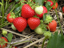 Giant Climbing Strawberry Seeds for sweet homegrown fruit in the Red Fruit Garden Vines