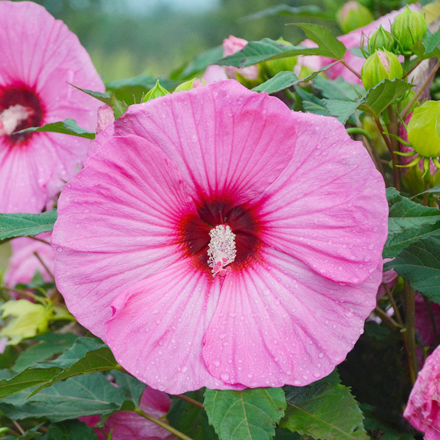 Dinnerplate Hibiscus moscheutos flowers grown from seeds for ornamental backyard garden planting