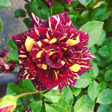 Rose Rosa Hybrida Black with White Red Edge Seeds for a lasting display in the Home Garden Borders