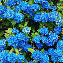 Blue Hydrangea Seeds for training up trellises and fences