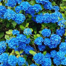 Blue Hydrangea Seeds for fast cover along a fence or wall