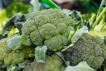 Premium Crop F Hybrid Broccoli Seeds (Brassica oleracea) for a reliable harvest in the Urban Garden