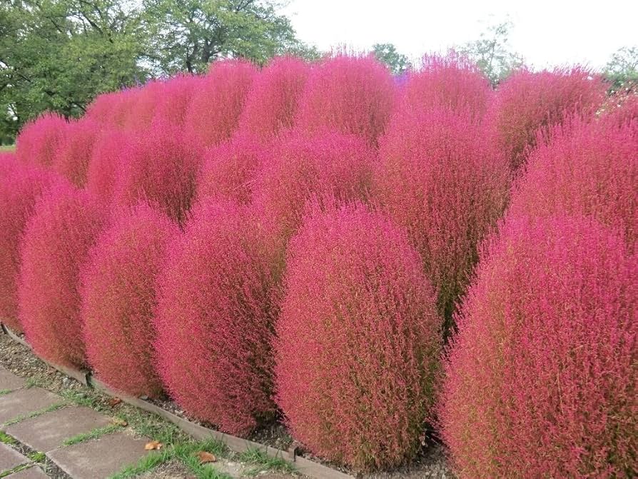 Kochia Scoparia Burning Bush seeds, exotic ornamental