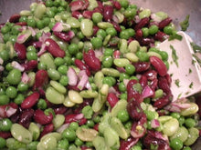 Dominican Red Spotted Kidney Beans ( LB Seeds for home growers seeking a reliable harvest