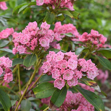Kalmia Latifolia Mountain Laurel Seeds for growers seeking a long-blooming display