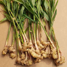 Ginger Zingiber Officinale Root Herb Seeds for seasonal color across the Tropical Indoor Containers