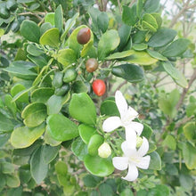 Jasmine Murraya Paniculata Orange Seeds for sweet homegrown fruit in the Indoor Tropical Gardens