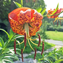 Lilium Superbum Turks Cap Lily Seeds (Lilium superbum) for seasonal color across the Garden
