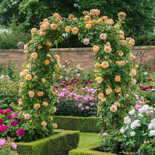 Rose Rosa Hybrida Mixed Color Climbing Seeds known for vertical Home Landscaping