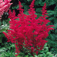 Red Astilbe Chinensis Seeds for a colorful addition to any planting