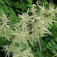Aruncus Dioicus for planting in garden