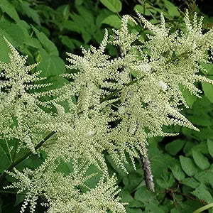 Aruncus Dioicus for planting in garden