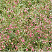 Deep Carmine Baby’s Breath Seeds (Gypsophila elegans) for a lasting display in the Cut Flower Borders