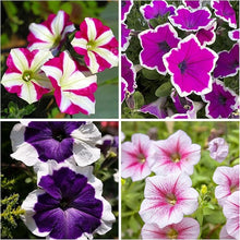 Petunia Mixed Colors Organic Garden Flower - for planting in home garden