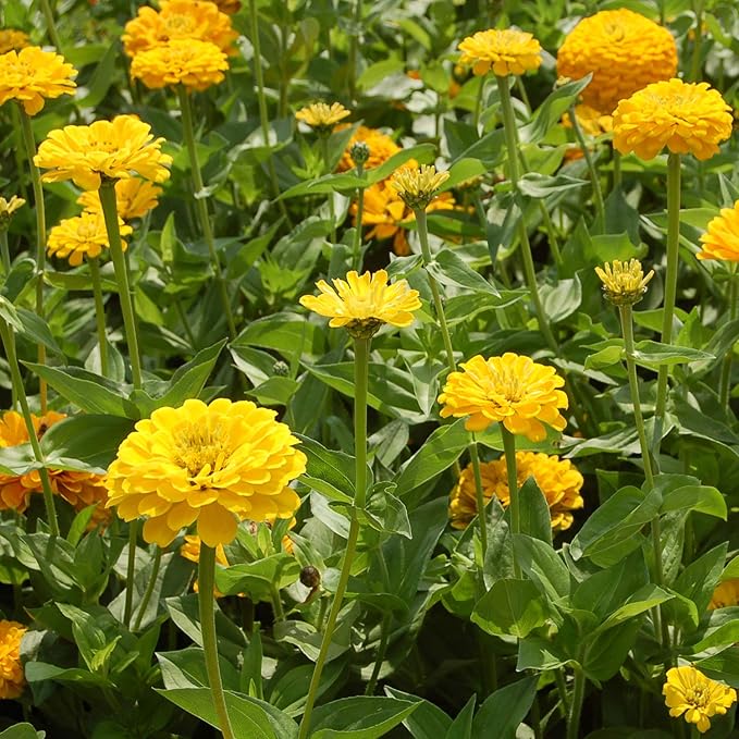 Dahlia Dahlia pinnata Mignon Yellow flower seeds for planting in backyard garden or patio pots - for planting in home garden