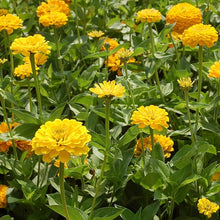 Dahlia Dahlia pinnata Mignon Yellow flower seeds for planting in backyard garden or patio pots - for planting in home garden