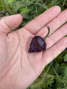 Purple Pepper Paprika Organic Seeds for a fresh homegrown crop from the Vegetable Patch