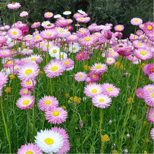 Everlasting Paper Daisy Helichrysum Bracteatum Seeds for growers filling out the Flower Bed