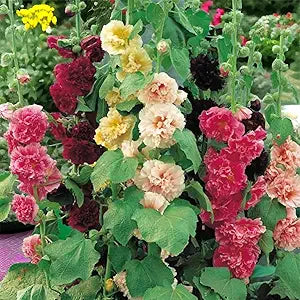 Maroon Giant Danish Double Hollyhock Flower Seeds â€“ Towering Blooms with Rich Maroon Petals