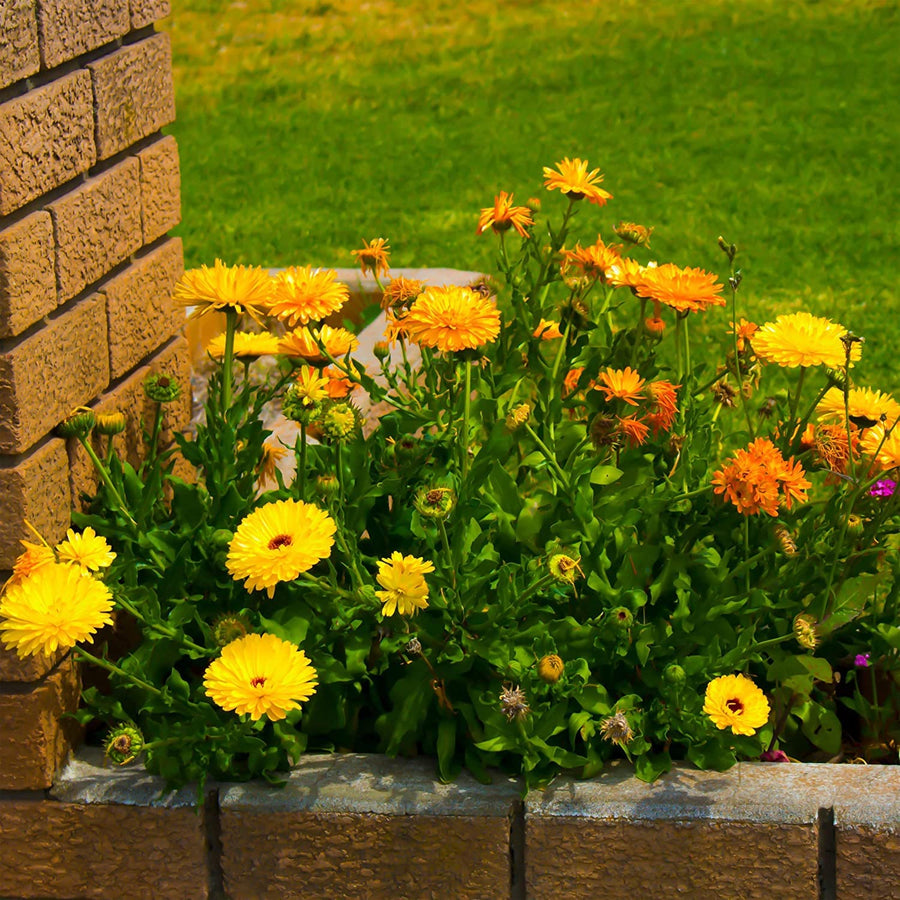 Calendula officinalis  yellow flower  companion planting seed