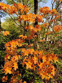 Azalea Seeds for growers seeking a long-blooming display