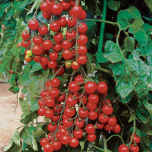 Sun Cherry Premium tomato seeds (Solanum lycopersicum) for container or home garden
