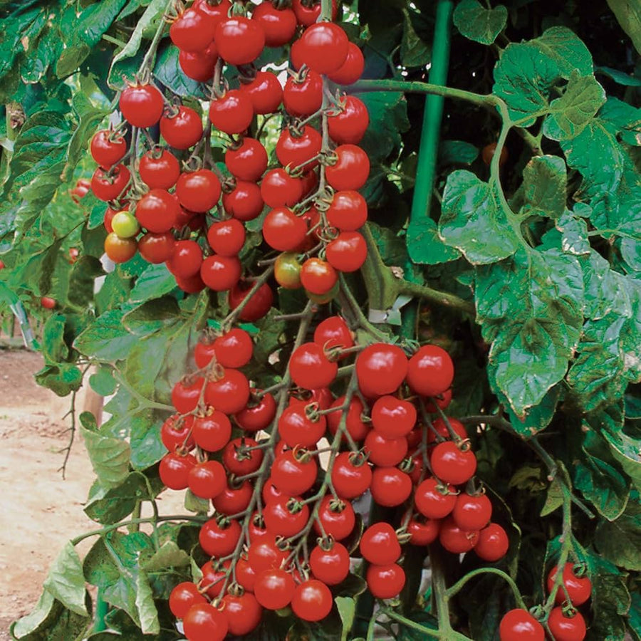 Sun Cherry Premium tomato seeds (Solanum lycopersicum) for container or home garden