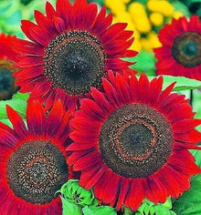 Heirloom Helianthus Jerusalem Artichoke Seeds