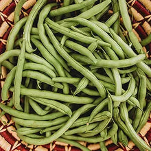 Blue Lake Bush Bean Seeds for growers stocking the Garden