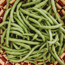 Bush Blue Lake 27 Bean Seeds (Phaseolus vulgaris) for growers stocking the compact kitchen garden and container growing