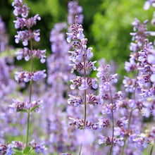 Nepeta Seeds (Nepeta spp.) for seasonal color across the home gardens and herb beds