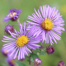 New England Aster Seeds for growers seeking a long-blooming display