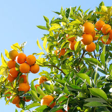 Cold Hardy Tangerine Mandarin Citrus Tree Seeds for long-term planting in the yard