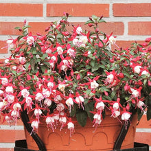 Fuchsia Fuchsia Hybrida Japanese Red White Seeds for growers filling out the Hanging Garden Borders