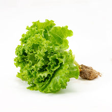 Waldmans Green Leaf Lettuce Seeds for home growers seeking a reliable harvest
