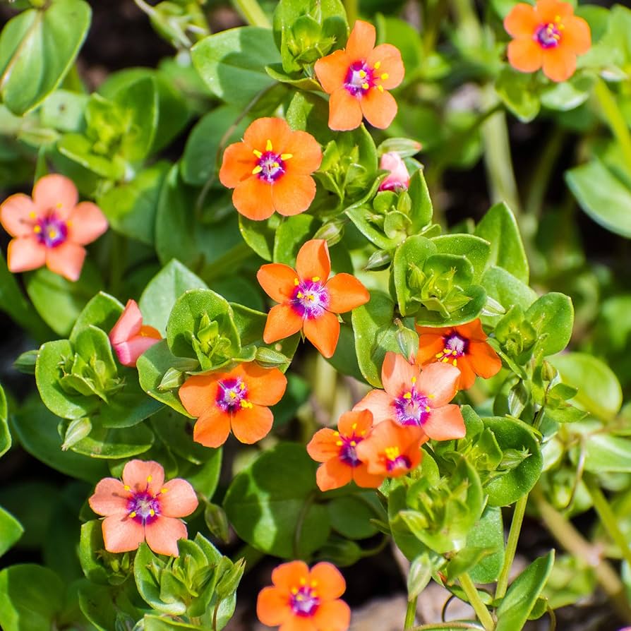 Blue Pimpernel ��������� Anagallis arvensis ��������� for planting in flower beds