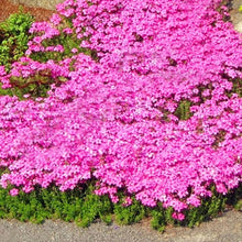 Creeping Thyme or Blue Rock Cress Seeds for cooks growing their own fresh herbs