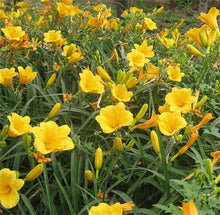 Fresh Rare Hybrid Daylily Seeds for long-term planting in the yard