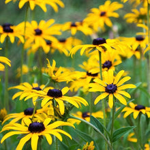 Black Eyed Susan Rudbeckia Seeds for seasonal color across the Pollinator Gardens
