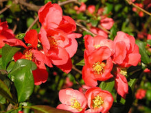 Japanese Quince Chaenomeles Japonica Seeds for gardeners building out beds and borders